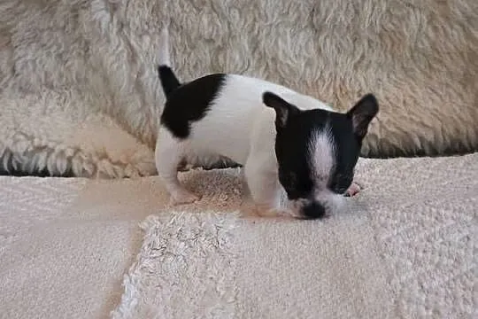 Chihuahua chłopiec DOLAR, Łódzkie, Kleszczów