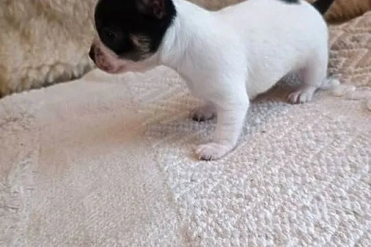 Chihuahua chłopiec DOLAR, Łódzkie, Kleszczów