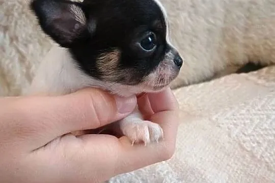 Chihuahua chłopiec DOLAR, Łódzkie, Kleszczów