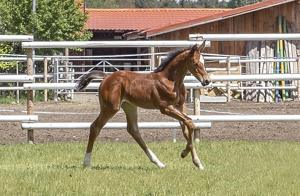Basmine - klaczka oldenburska po Grand Slam VDL (Cardento / Heartbreaker x Balou du Rouet / Landor S), , Borówiec