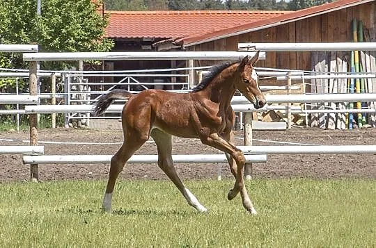 Basmine - klaczka oldenburska po Grand Slam VDL (Cardento / Heartbreaker x Balou du Rouet / Landor S), , Borówiec