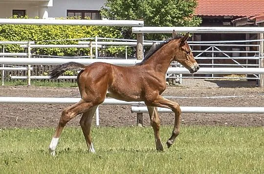 Basmine - klaczka oldenburska po Grand Slam VDL (Cardento / Heartbreaker x Balou du Rouet / Landor S), , Borówiec