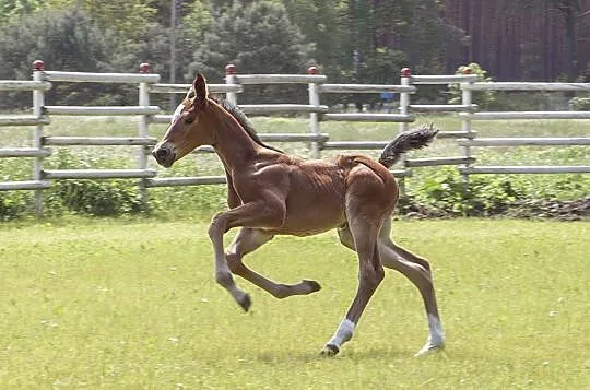 Basmine - klaczka oldenburska po Grand Slam VDL (Cardento / Heartbreaker x Balou du Rouet / Landor S), , Borówiec