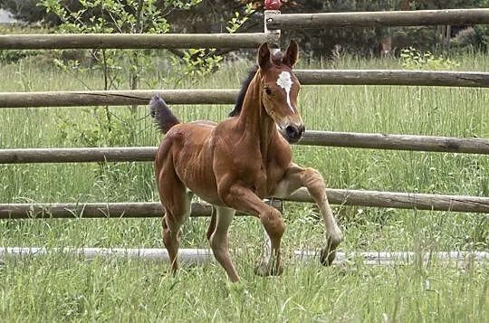 Basmine - klaczka oldenburska po Grand Slam VDL (Cardento / Heartbreaker x Balou du Rouet / Landor S), , Borówiec