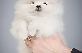Szpic miniaturowy Pomeranian Pieski i Suczki BOO