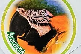 Naklejka okrągła papuga ararauna 12,5 cm, Ruda Śląska