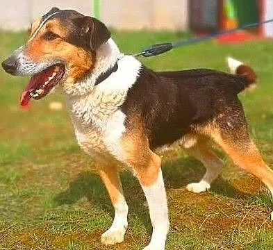 ALIK - cudowny, łagodny psiak który kocha dzieci do adopcji, Mazowieckie, Warszawa