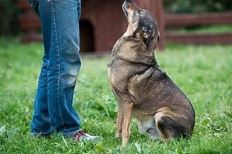 5 letni TOBI szuka domku, takiego na zawsze