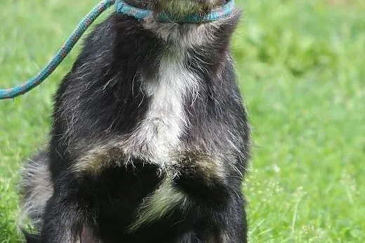 Kawka- zaprzyjaźnijmy się! ,  mazowieckie Nowy Dwó