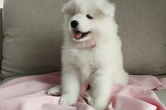 Samoyed rezerwacja szczeniąt ZKwP, FCI. Zmiana domu 15.10
