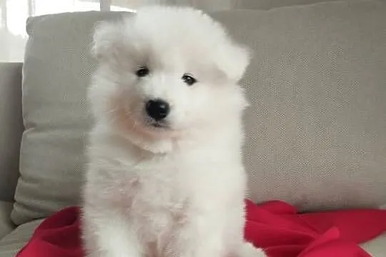 Samoyed rezerwacja szczeniąt ZKwP, FCI. Zmiana domu 15.10, Dolnośląskie, Cieszków