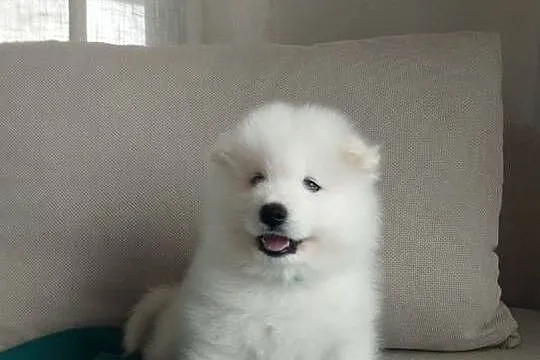 Samoyed rezerwacja szczeniąt ZKwP, FCI. Zmiana domu 15.10, Dolnośląskie, Cieszków