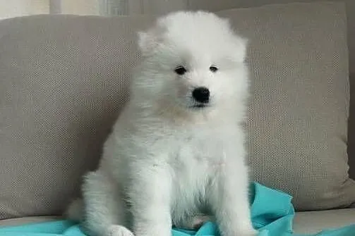 Samoyed rezerwacja szczeniąt ZKwP, FCI. Zmiana domu 15.10, Dolnośląskie, Cieszków