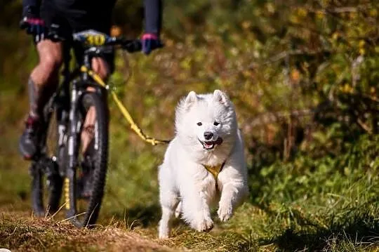 Samoyed rezerwacja szczeniąt ZKwP, FCI. Zmiana domu 15.10, Dolnośląskie, Cieszków