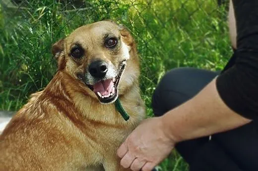Wedel – mega słodki psiak do adopcji,  d