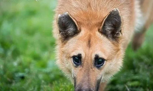Tulipan czeka na odrobinę miłości- w zamian daje s