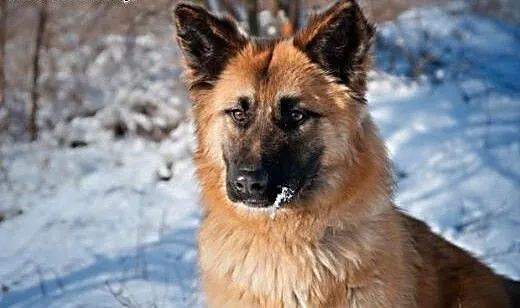 TOFFIE- młoda, kochana suczka do adopcji, kujawsk