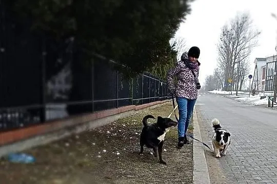 Cudowne psiaki marzą o wspólnym kochającym domu, Legionowo