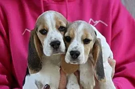 Beagle - szczeniaczki ZKwP po Championie Polski