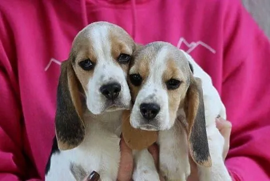 Beagle - szczeniaczki ZKwP po Championie Polski
