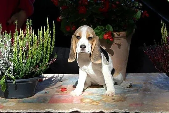 Beagle - szczeniaczki ZKwP po Championie Polski, Śląskie, Aleksandria