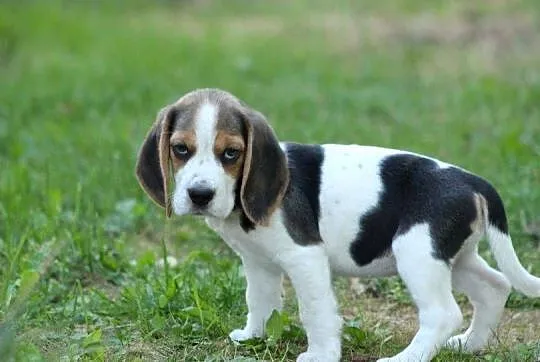 Beagle - szczeniaczki ZKwP po Championie Polski, Śląskie, Aleksandria