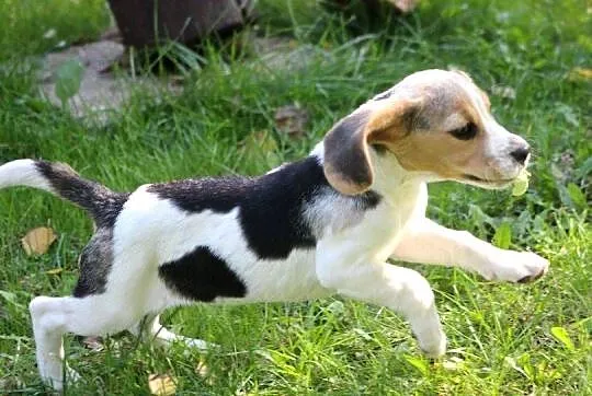 Beagle - szczeniaczki ZKwP po Championie Polski, Śląskie, Aleksandria