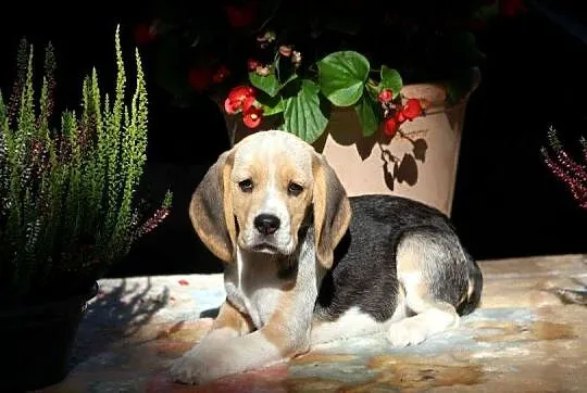 Beagle - szczeniaczki ZKwP po Championie Polski, Śląskie, Aleksandria