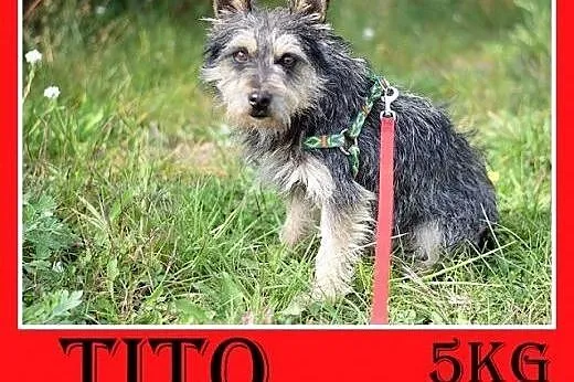5kg,mały,idealny,łagodny,grzeczny piesek TITO.Adopcja,  małopolskie Kraków