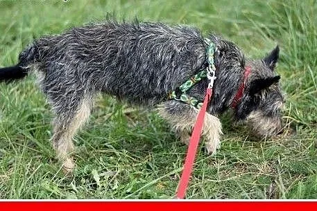 5kg,mały,idealny,łagodny,grzeczny piesek TITO.Adop