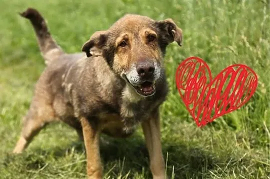 Twojemu życiu brakuje smaku? Adoptuj Czekoladę!:)