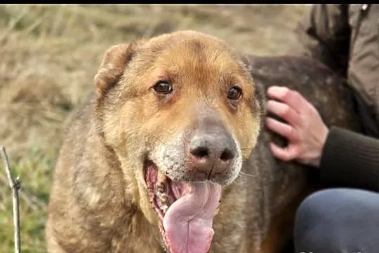 Twojemu życiu brakuje smaku? Adoptuj Czekoladę!:)