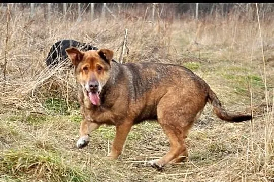Twojemu życiu brakuje smaku? Adoptuj Czekoladę!:)