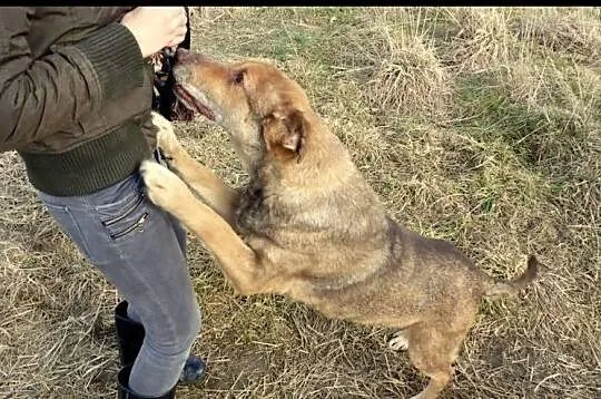 Twojemu życiu brakuje smaku? Adoptuj Czekoladę!:)
