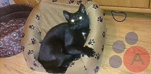 Kocurek Charlie kochana przylepka czeka na dom!,