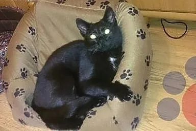 Kocurek Charlie kochana przylepka czeka na dom!,  