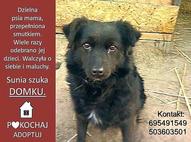 3 letnia Perełka, kudłata i nieduża ponownie szuka