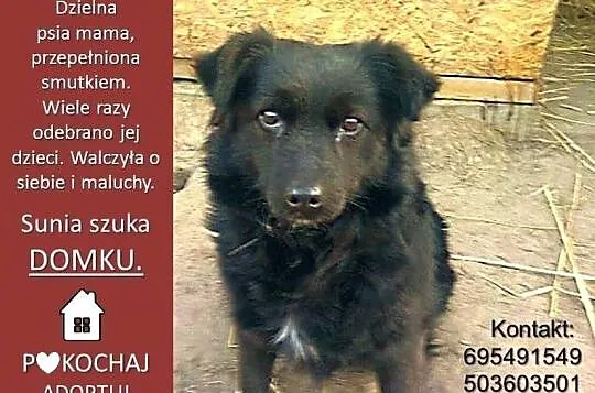 3 letnia Perełka, kudłata i nieduża ponownie szuka