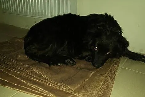 3 letnia Perełka, kudłata i nieduża ponownie szuka