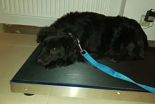 3 letnia Perełka, kudłata i nieduża ponownie szuka
