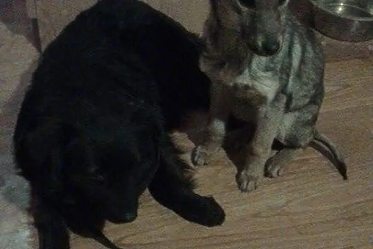 3 letnia Perełka, kudłata i nieduża ponownie szuka