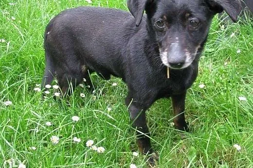 Piesek Nurek - do adopcji ,  małopolskie Kraków