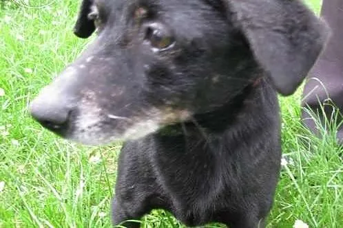 Piesek Nurek - do adopcji ,  małopolskie Kraków