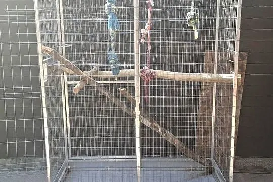 Duża klatka dla papugi, Pomorskie, Kwidzyn