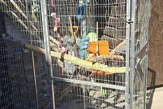Duża klatka dla papugi, Pomorskie, Kwidzyn
