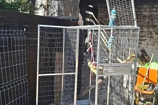 Duża klatka dla papugi, Pomorskie, Kwidzyn