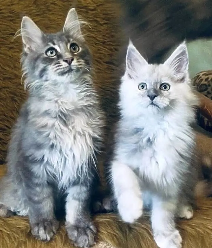 Maine Coon - kocurek po imporcie !, Dolnośląskie, Wińsko