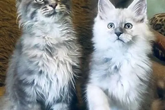 Maine Coon - kocurek po imporcie !, Dolnośląskie, Wińsko