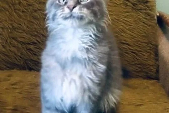Maine Coon - kocurek po imporcie !, Dolnośląskie, Wińsko