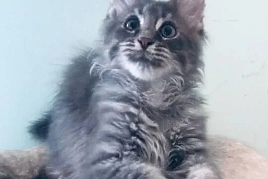 Maine Coon - kocurek po imporcie !, Dolnośląskie, Wińsko